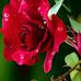 Aakash Sheikh - Facebook
