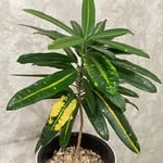 @aaliyah.gardner.5967075 - Instagram