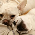Aaliyah Wu & Winston too... - @aaliyahwu_and_winston2 - Instagram