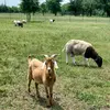 AARON ACRES - @aaron.acres - TikTok