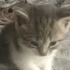 Aaron Albritton - @aaron.albritton8 - TikTok