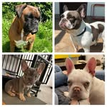 Aaron, Alice, Yuki e Olivia - @trebullieunboxer - Instagram