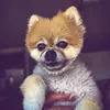 Aaron Ancelet - @tiffthotthepom - TikTok