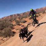 Aaron Bagshaw - @aaronbagshawanddogs - Instagram