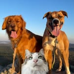 Waffle, Leo & Aaron Balas - @waffle_aaron_ - Instagram
