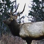 Aaron Bales - @aaronmbales - Instagram