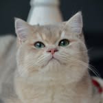 Aaron British Shorthair - @aaron_bearhug - Instagram
