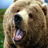 🏀Aaron🏀💲🐻bear🐻 - @aaron_bear.88 - TikTok