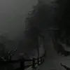 Foggy forest - @aaron.bencheci - TikTok