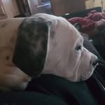 Aaron Bergen - @dexter_the_oeb - Instagram
