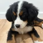 Aaron bernese dog - @aaron_bernese_dog - Instagram