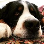 Aaron Papagno - @aaronbernese - Instagram