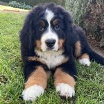 Aaron von der Bornwiese - @aaron.der.berner - Instagram
