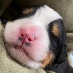 emmy - @rebekah_aaron_berners - Instagram