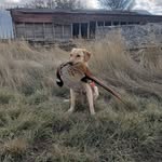 Aaron Bethke - @montanaram73 - Instagram