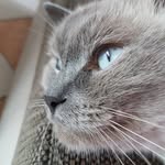 Aaron - @aaronbosscat - Instagram