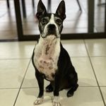 Aaron the Boston - @aaron_aria - Instagram