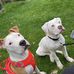 Awizzy Botts - Facebook