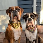 Aaron & Archie - @aaron.archie.the.boxers - Instagram