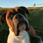 Aaron - @aaron_boxertier - Instagram