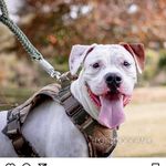 Aarón - @aaronboxerdog - Instagram