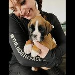 Deutscher Boxer Aaron - @boxer_dog_aaron - Instagram