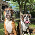 Aaron & Archie - @aaron.archie.the.boxers - Instagram