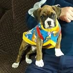 Aaron🐶 - @aaron_boxer04 - Instagram