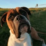 Aaron - @aaron_boxertier - Instagram