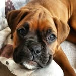 Aaron - @boxer.aaron - Instagram