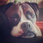 Aaron the boxer - @aaron_the_boxer - Instagram