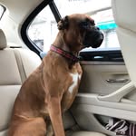 Aaron_thereal_boxer - @aaron_thereal_boxer - Instagram
