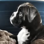 Aaron&Oxy boxer - @aaronoxyboxerlovers - Instagram