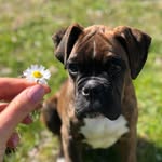 Boxer Aaron - @aaron_theboxer_ - Instagram