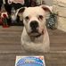Diesel Aaron the white boxer - Facebook