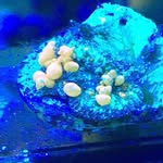 Aaron Boyt - @boyts_ut_reef - Instagram