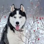 Aaron Bronson - @davideuniverse53 - Instagram