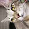 Aaron Bushman806 - @aaronbushman0117 - TikTok