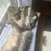 Aaron(Laufeys version) - @aaronbudaj - TikTok