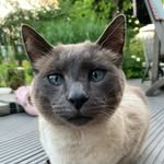 Aaron | Kater aus Bühl🐈 - @aaronthecat - Instagram