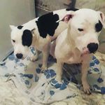 Aaron bull - @bull9978 - Instagram