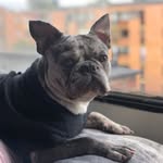 Aaron (Chicharrón)🐣 - @aaron.bulldogfrances - Instagram