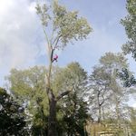 Aaron Burridge - @arb_tree_services - Instagram