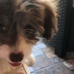 Aaron caine nebun?😭 - @aaron_silly_dog - Instagram