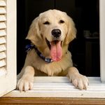 Aaron | Golden Retriver - @aaron.caoterapeuta - Instagram