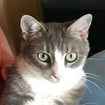 Aaron - @aaroncapron_thecat - Instagram