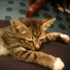 aaron.ching19 - @aaron.ching19 - TikTok
