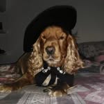 aaron - @aaron_coker_spaniel - Instagram