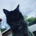 Colin Aaron - @aaroncolin1902 - Instagram