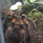 aaron collard - @aarondragontooth - Instagram